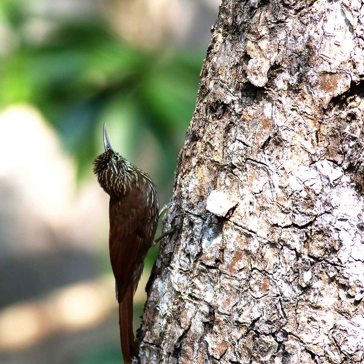 Ivory-billed Woodcreeper